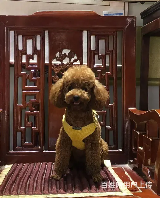 急寻泰迪狗 - 图片 1