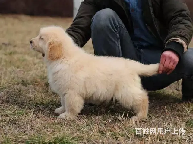 金毛幼犬多少钱一只 纯种金毛幼犬价格 双血统金 - 图片 4