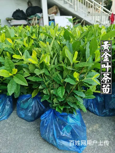 安吉白茶 黄金叶茶 奶白茶 茶苗直销 价格面议 - 图片 4