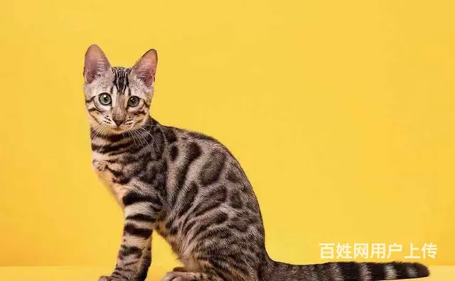 哪里有卖孟加拉豹猫的 无病无癣 包纯种健康 - 图片 3