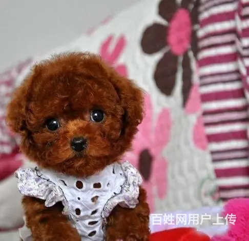 广州纯种迷你贵宾犬价格 狗舍直销 包纯种健康签协议 - 图片 10