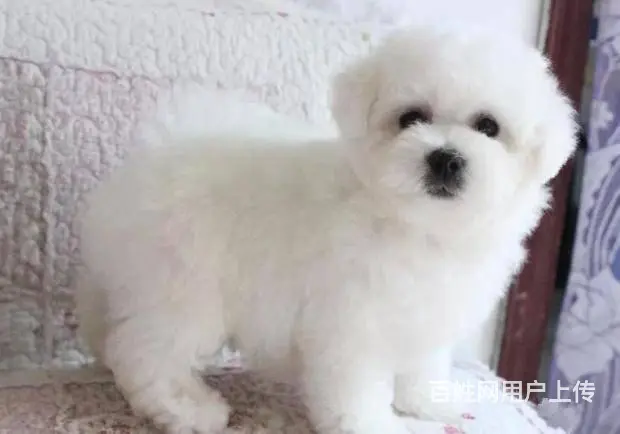 小体比熊 精品比熊幼犬出售 证书齐全 血统纯正 - 图片 3