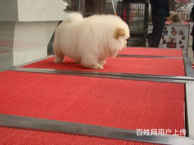 松狮犬养殖基地 纯种松狮 保纯保健康 完美售后 - 图片 2