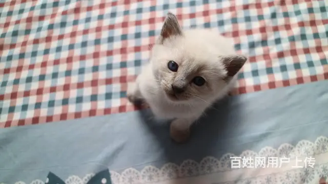 暹罗蓝重点 - 图片 6