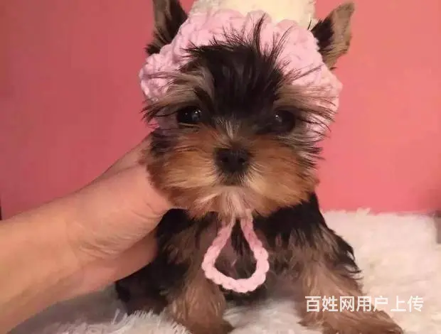 极品约克夏转让 专业繁殖金头银背约克夏梗犬幼犬 - 图片 6