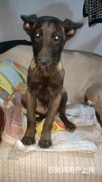 个人家养4个月黑马犬兴奋度好性子烈看家护院好帮手 - 图片 2