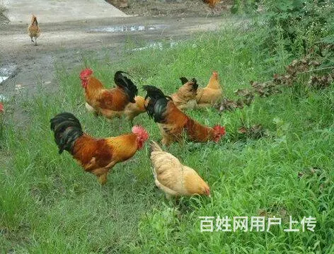 滨州笨鸡苗，滨州柴鸡苗，滨州芦花鸡苗 - 图片 7