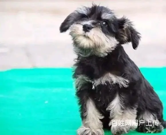 天门卖雪纳瑞的犬舍，犬舍雪纳瑞一般价位 - 图片 3