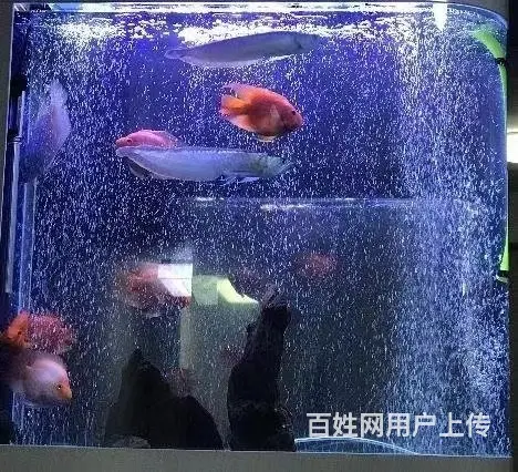 全昆明免费上门鱼缸清洗 鱼缸造景 鱼缸维修 - 图片 5