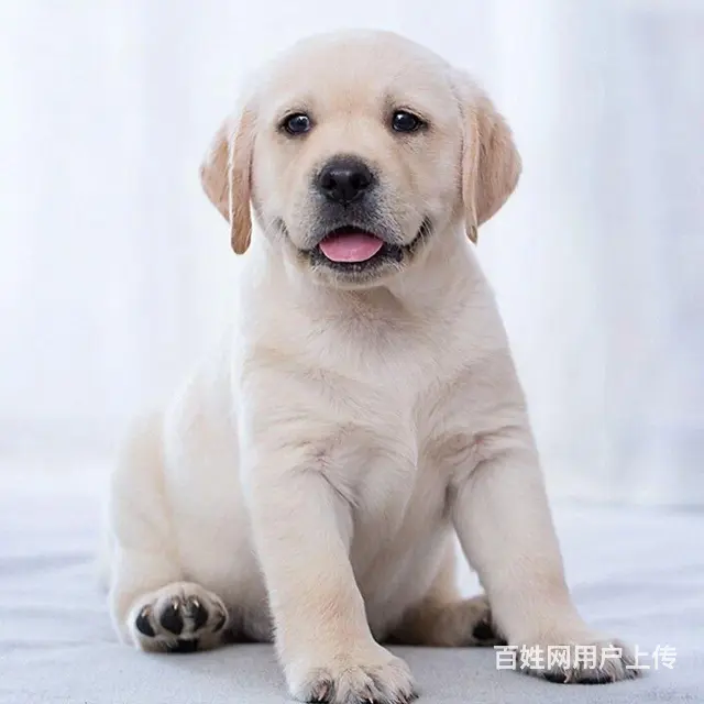纯种金毛 拉布拉多幼犬 厂家直销 包配送 - 图片 3
