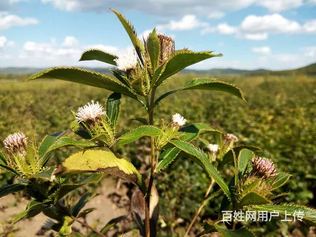 湖北百草堂苍术种植新时代佼佼者，好机会发展前景好 - 图片 1