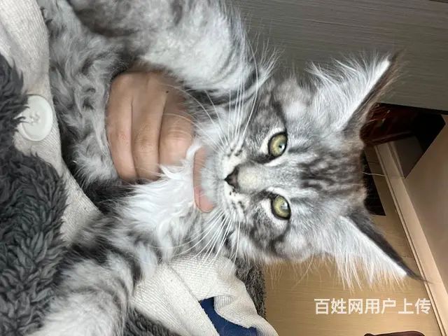 缅因猫1500带走标价就是售价（不议价）！自己家里 - 图片 1