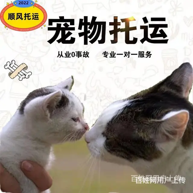 2022安宁市到全国）宠物托运（猫狗）邮寄快递（宠物活体运输 - 图片 2