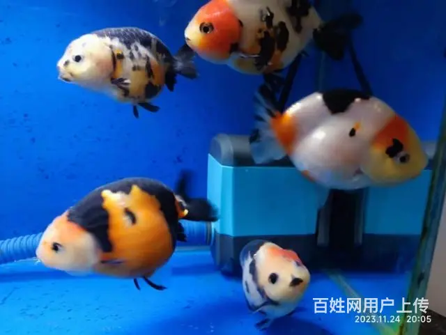 打包出5条精品兰寿，280元，自来水养大适合鱼友家养，尺寸7 - 图片 6