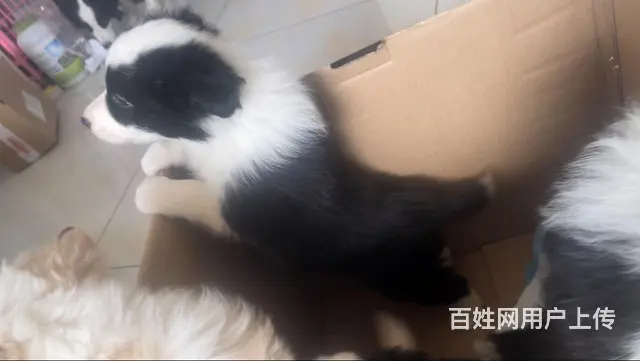 个人自家繁殖纯种边牧 - 图片 2