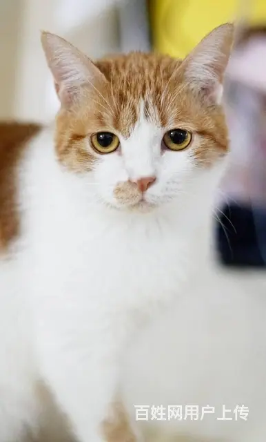 【搞定了！】免费领养橘猫橘白猫已经绝育8个月有猫三联狂犬已驱 - 图片 3