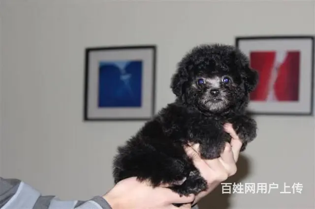 纯种泰迪 韩国引进茶杯体型小泰迪卷毛小贵宾幼犬 - 图片 3