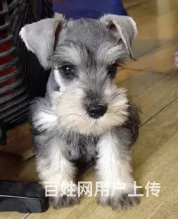 广州哪里买狗有保障 迷你雪纳瑞幼犬 多窝挑选保健康 - 图片 9