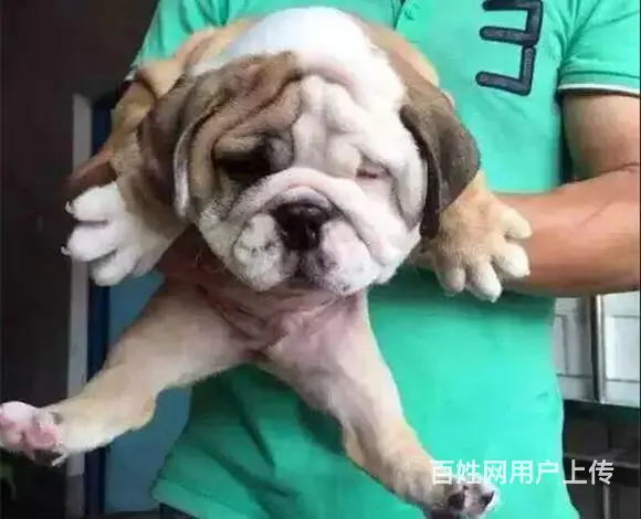 恩施【十年老店】常年繁殖优质血统英牛幼犬 - 图片 1