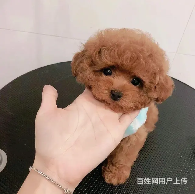 两个多月的幼犬 看品相 1000-1200 外地送 - 图片 4