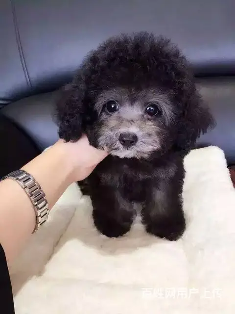 高品质 茶杯泰迪熊幼犬 玩具泰迪犬出售 - 图片 2