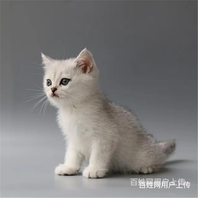 巢湖纯种英短银渐层多少钱一只 - 图片 5