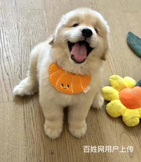 广州大型犬舍基地专业繁殖泰迪比熊博美柯基柴犬法斗 - 图片 10