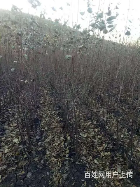 出售定杆移栽根果树苗李子苗 - 图片 5