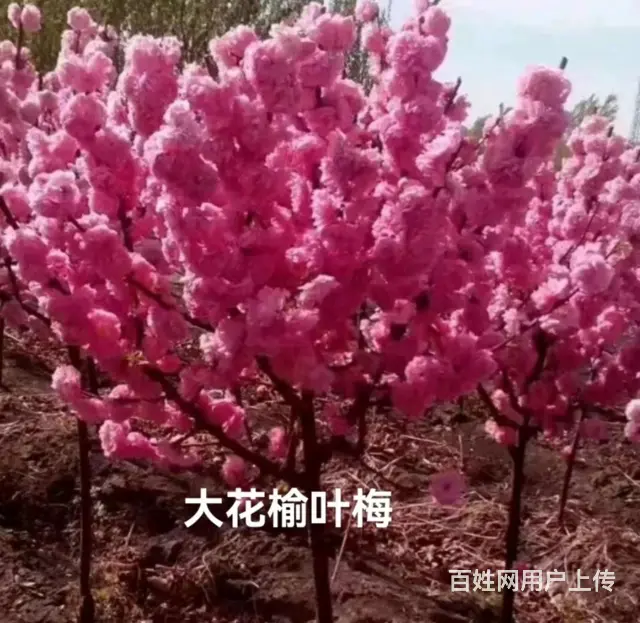 抚顺顺城优良的树苗今日报价 - 图片 2