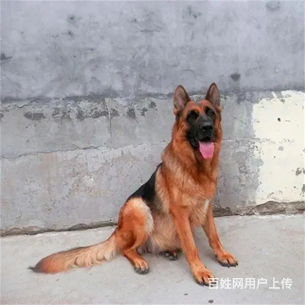 六安请问去哪买德牧狗狗靠谱?大家的德牧是怎么买到的 - 图片 2