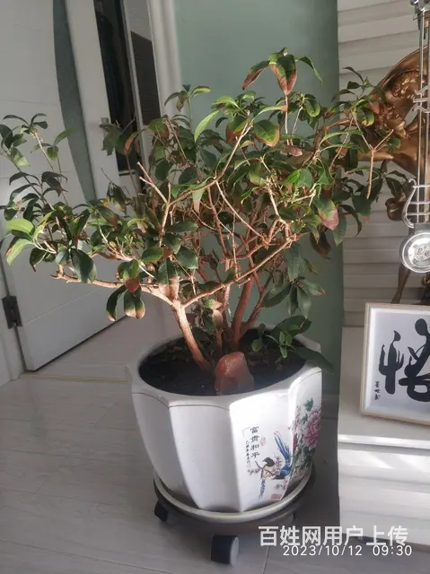 家庭花草出售，喜欢商量。 - 图片 9