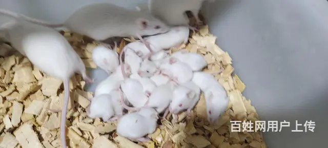 出售自家繁殖小白鼠红皮粉皮乳鼠白霜食物 - 图片 2