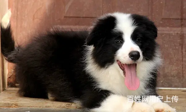 纯种 边境宝宝狗狗中的小诸葛超聪明超懂事保健康 - 图片 2