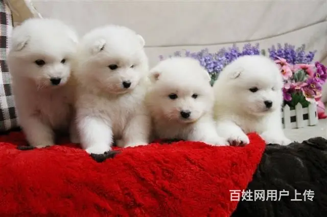 出售纯种微笑的萨摩狗狗 萨摩照片 萨摩纯种交易 - 图片 5