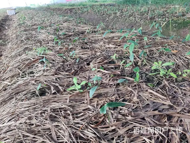 中药材淫羊藿种苗出售中 - 图片 2