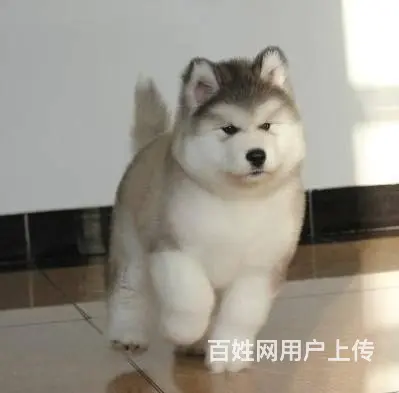 双血统巨型阿拉斯加幼犬低价质保出售 签署保证协议 - 图片 9