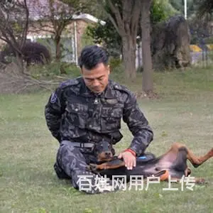 宠物寄养，专业寄养狗狗基地，寄养狗狗，宠物狗寄养 - 图片 1