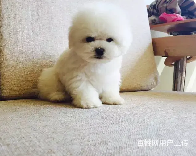 纯种比熊 白色比熊 法系比熊 出售超级可爱的小 - 图片 9