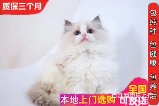 繁育精品双色布偶猫 品相好 甜美可爱 疫苗齐全包健康 - 图片 5