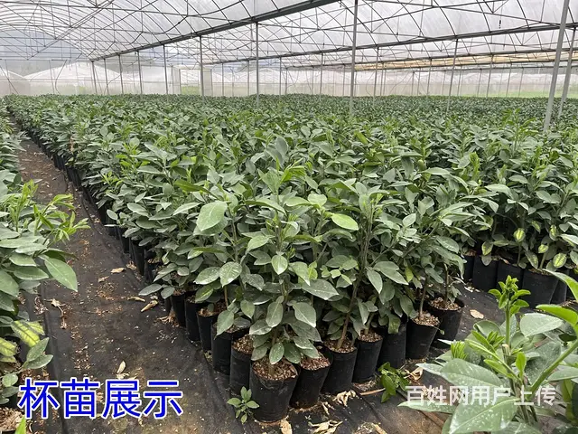 泰国红宝石青柚果苗出售 - 图片 1
