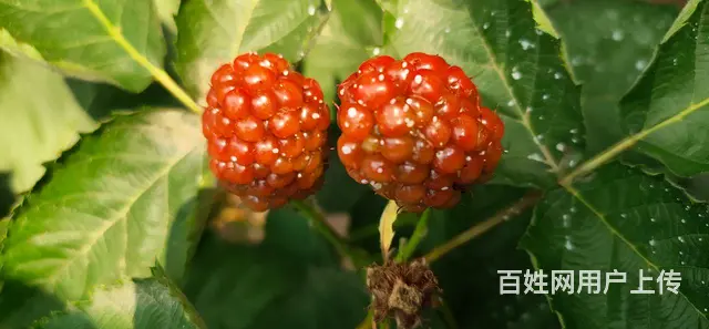岚山中楼黑莓种植基地 - 图片 2