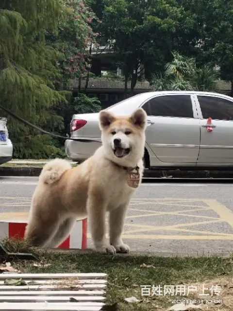 广州番禺桥南(粤虎训犬俱乐部) - 图片 1
