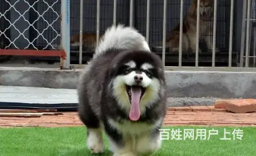 邢台本地出售家养阿拉斯加犬 纯种阿拉斯加 疫苗齐全 - 图片 7
