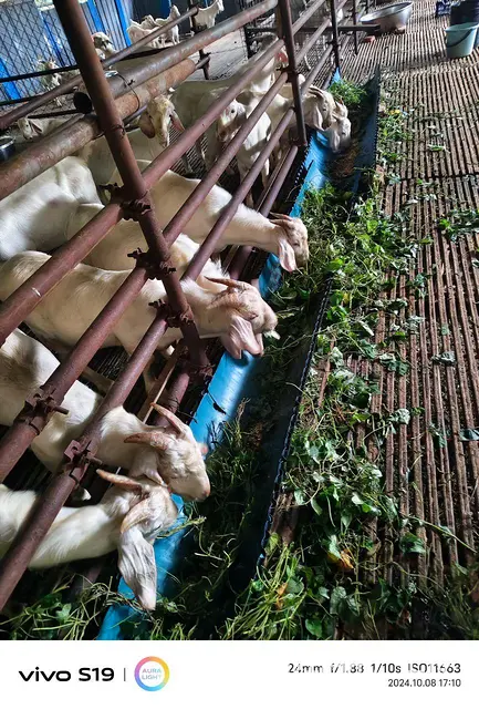 出售山羊，肉质鲜美，冬天羊肉温性滋补 - 图片
