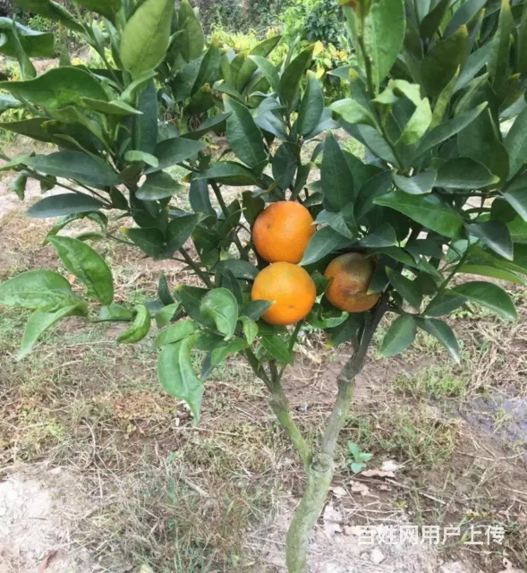 I57隆回北山镇七十亩果园转让7396通水电6997通路 - 图片 3