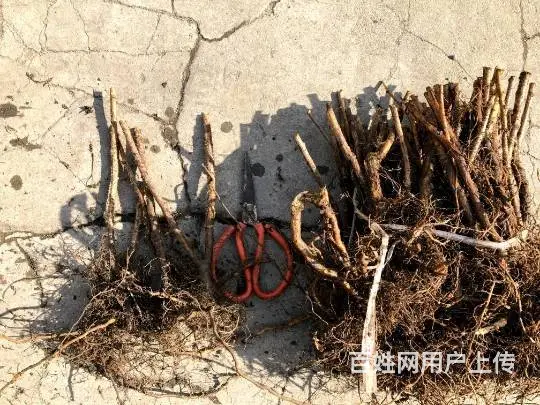 黑龙江橙色奇迹树莓苗 - 图片 2