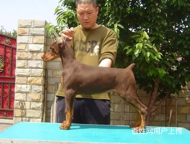 杜宾犬价格_德系杜宾_杜宾犬多少钱_杜宾犬图片 - 图片 3