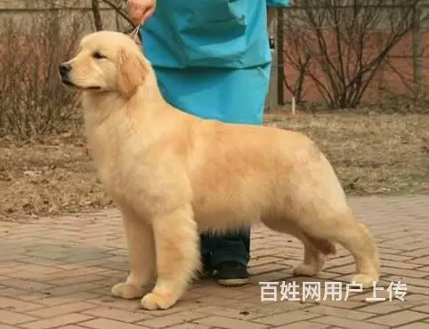 出售大骨架大头金毛犬 纯种枫叶系金毛犬价格 - 图片 3