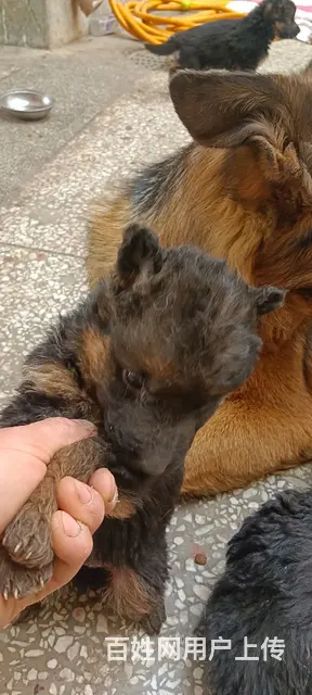 爱博儿子德牧对外借配幼犬出售 - 图片 3