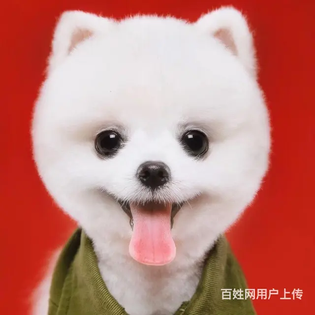 辽阳哪有比熊犬舍繁殖_稍微好点得比熊多少钱 - 图片 7